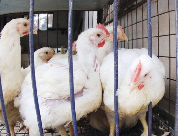 الوسطاء و المضاربون يشعلون النار في أسعار الدواجن