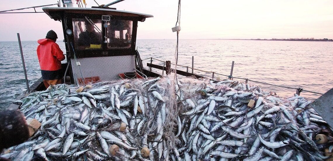 ميناء طانطان يسجل زيادة في كمية الأسماك المفرغة