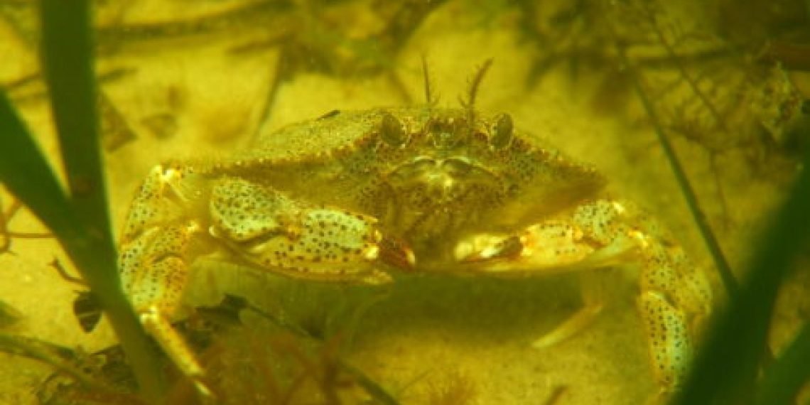 الأعشاب البحرية رائعة في احتجاز الكربون، وهي معرضة لخطر الانقراض